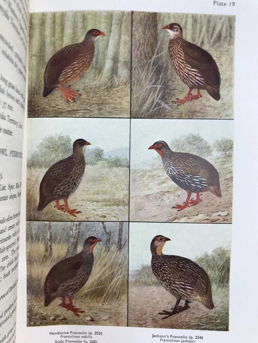 1952年 东非与东北非鸟类图鉴（全2卷） 数百幅插图 漆布精装大32开 商品图6