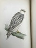 1870年 莫里斯《英国鸟类史》（全6卷） 358幅套色版画插图 漆布精装16开 商品缩略图6