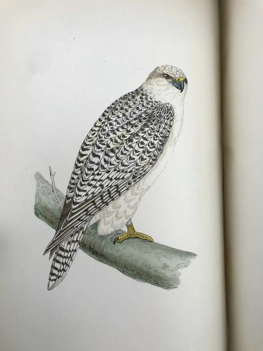 1870年 莫里斯《英国鸟类史》（全6卷） 358幅套色版画插图 漆布精装16开 商品图6