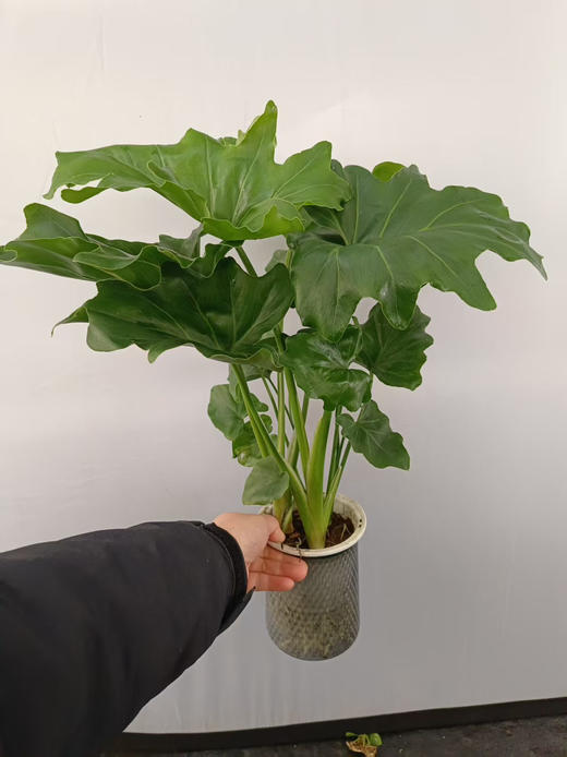 春雨特级轻奢水培春雨 商品图1