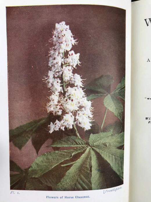 约1940年 路边与林地树木图鉴 200余幅插图（24幅彩色） 精装36开 商品图2