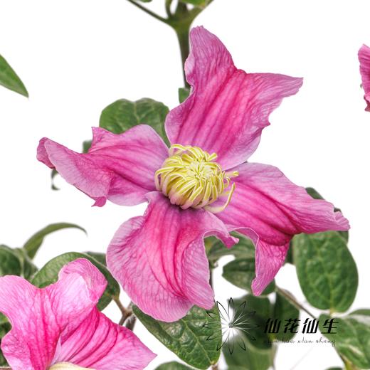 配花 | 铁线莲灵感 商品图5
