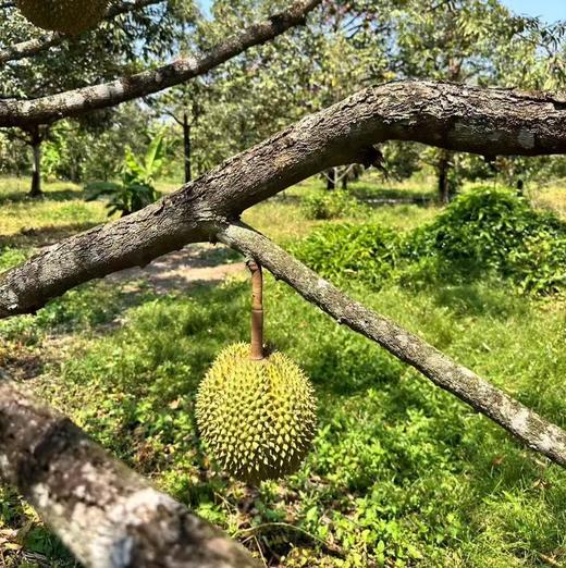 【斌哥优选】泰国进口甲仑鲜榴莲，味道狂野，回味似蜜，未经改良老品种。到手需先辨生熟，生劈不售后哦~ 商品图3