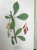约20世纪早期 路边与林地野花指南（2卷） 257幅彩色与大量黑白插图 精装64开 商品缩略图9