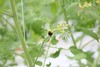 【高原七彩番茄调色桶】无激素、无农残、无重金属，皮薄多汁，口口爆浆，酸甜可口-CC 商品缩略图2