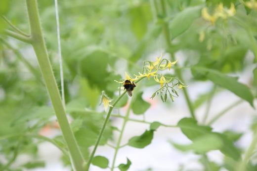 【高原七彩番茄调色桶】无激素、无农残、无重金属，皮薄多汁，口口爆浆，酸甜可口-CC 商品图2
