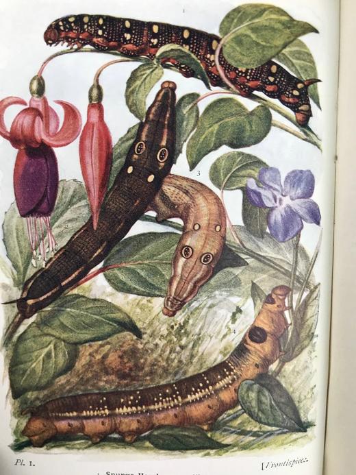 1907-1908年 不列颠群岛蛾类图鉴（2卷） 千余幅彩色插图 精装64开 商品图2