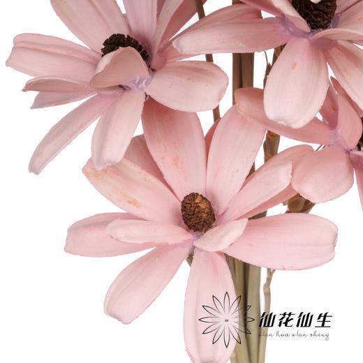 永生花 | 瓜子花粉色 商品图3