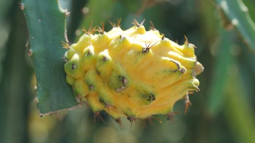 海南黄金燕窝果 商品图4