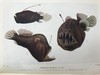 1928年 海洋生物图鉴 384幅插图（167幅彩色） 精装64开 商品缩略图7