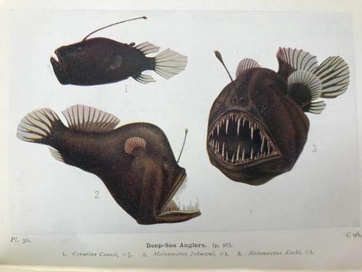 1928年 海洋生物图鉴 384幅插图（167幅彩色） 精装64开 商品图7
