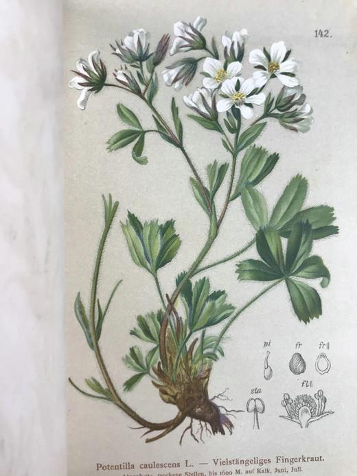 1881-1884年 阿尔卑斯山植物图鉴（5卷） 500幅彩色版画插图 精装32开 商品图12