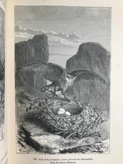 工坊特装本！1906年 宏观与微观宇宙 276幅版画插图 全真皮精装大32开 商品图9