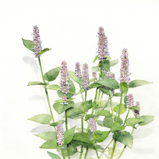 芳研社 | 精油咨询服务 广藿香香薰油 商品图0