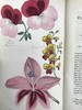1834年  花艺宝库与园艺师杂志（全13卷） 数百幅手工上色插图 皮脊精装大32开 商品缩略图10