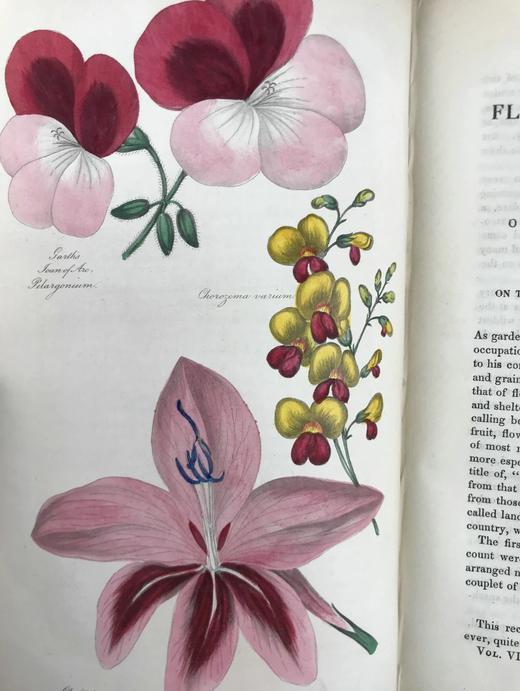 1834年  花艺宝库与园艺师杂志（全13卷） 数百幅手工上色插图 皮脊精装大32开 商品图10