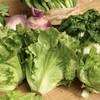 生态西芹 / 生菜丨时令鲜蔬，露天生态有机标准种植，羊粪发酵有机肥，香味浓郁，现采现发⭐顺丰快递 商品缩略图0
