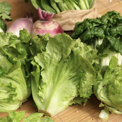 生态西芹 / 生菜丨时令鲜蔬，露天生态有机标准种植，羊粪发酵有机肥，香味浓郁，现采现发⭐顺丰快递 商品图0
