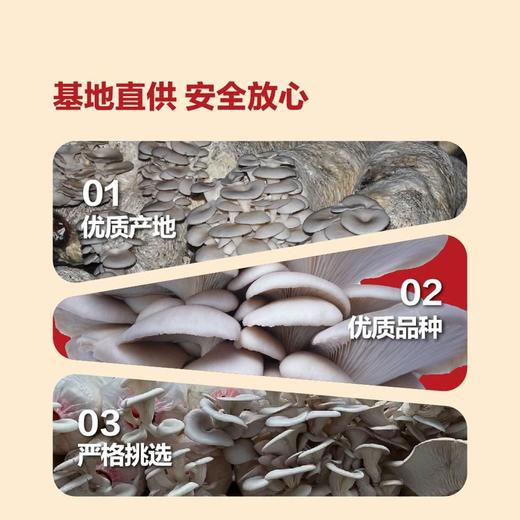 MM 山姆 大平菇 600g 商品图2