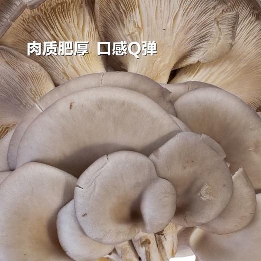 MM 山姆 大平菇 600g 商品图3