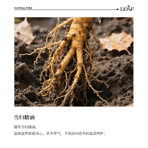 利芙耶 当归单方精油 商品图1