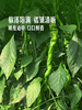 MM 山姆 高山螺丝椒 700g 商品缩略图4