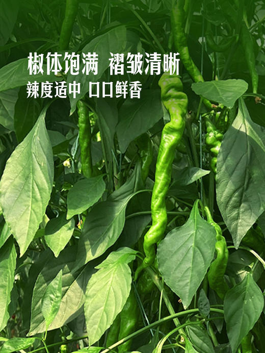 MM 山姆 高山螺丝椒 700g 商品图4
