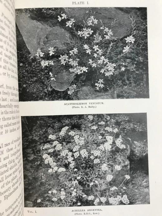 1919年 雷金纳德·法勒《英国岩石园》（全2卷） 105幅插图 真皮精装18开 商品图11