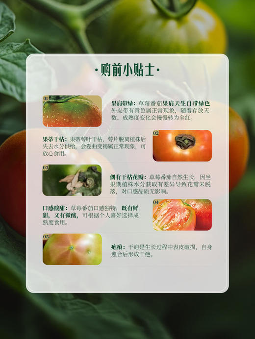 MM 山姆 草莓番茄 1.25kg 商品图8
