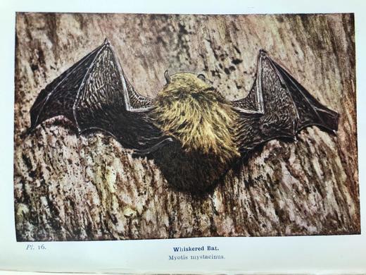 1921年 不列颠群岛动物生命图鉴 111余幅插图（48幅彩色） 精装64开 商品图9