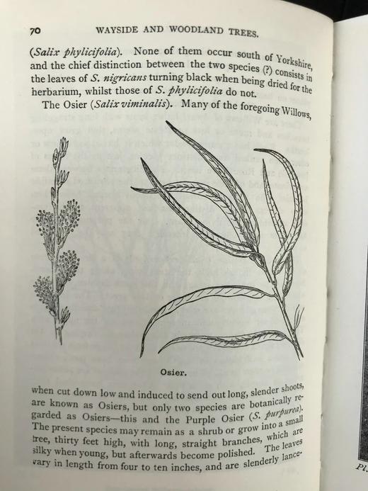 约1940年 路边与林地树木图鉴 200余幅插图（24幅彩色） 精装36开 商品图11