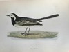 1870年 莫里斯《英国鸟类史》（全6卷） 358幅套色版画插图 漆布精装16开 商品缩略图11