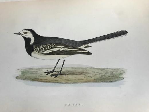 1870年 莫里斯《英国鸟类史》（全6卷） 358幅套色版画插图 漆布精装16开 商品图11