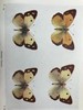 1906年 不列颠群岛蝴蝶图鉴 450幅彩色插图 精装64开 商品缩略图14