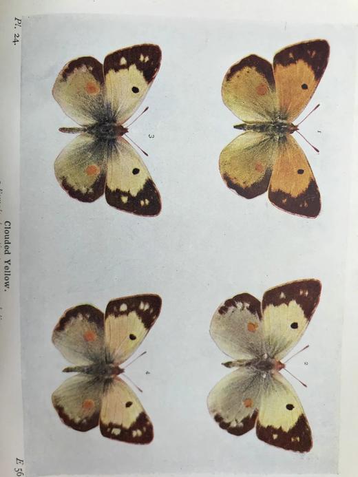 1906年 不列颠群岛蝴蝶图鉴 450幅彩色插图 精装64开 商品图14