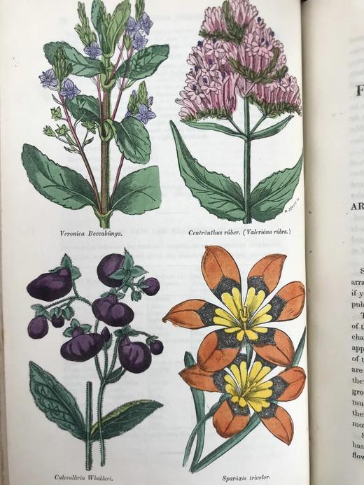 1834年  花艺宝库与园艺师杂志（全13卷） 数百幅手工上色插图 皮脊精装大32开 商品图8