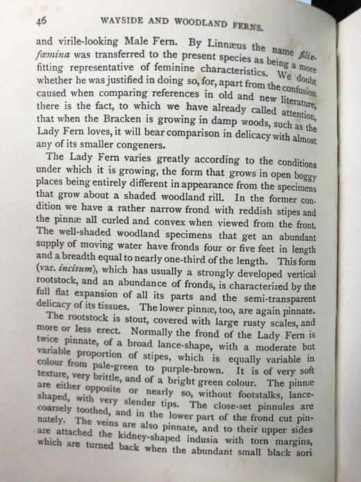 1922年 路旁与林地蕨类植物图鉴 143幅插图 精装64开 商品图14