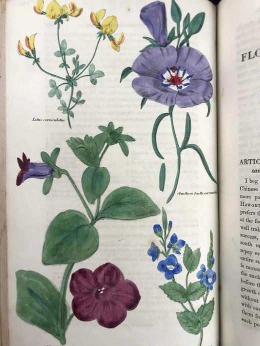 1834年  花艺宝库与园艺师杂志（全13卷） 数百幅手工上色插图 皮脊精装大32开 商品图6