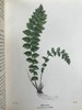 1908年 路旁与林地蕨类植物图鉴 143幅插图 精装64开 商品缩略图4