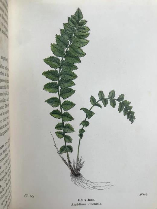 1908年 路旁与林地蕨类植物图鉴 143幅插图 精装64开 商品图4
