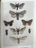 1907-1908年 不列颠群岛蛾类图鉴（2卷） 千余幅彩色插图 精装64开 商品缩略图14