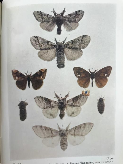 1907-1908年 不列颠群岛蛾类图鉴（2卷） 千余幅彩色插图 精装64开 商品图14