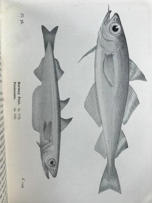 1925年 不列颠群岛鱼类图鉴 278幅插图（128幅彩色） 精装64开 商品图8