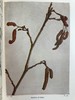 约1940年 路边与林地树木图鉴 200余幅插图（24幅彩色） 精装36开 商品缩略图6