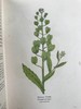 约20世纪早期 路边与林地野花指南（2卷） 257幅彩色与大量黑白插图 精装64开 商品缩略图5