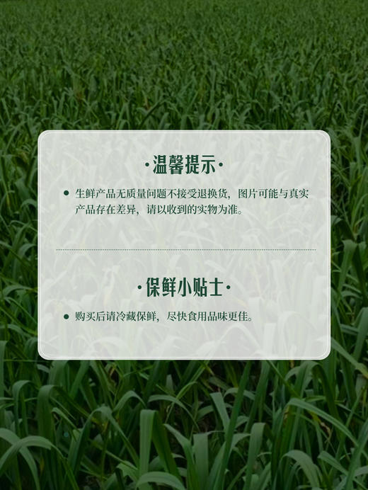 MM 山姆 鲜蒜头 1.1kg 商品图6