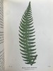 1908年 路旁与林地蕨类植物图鉴 143幅插图 精装64开 商品缩略图11
