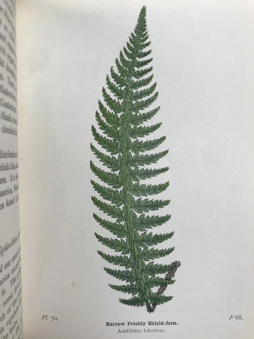 1908年 路旁与林地蕨类植物图鉴 143幅插图 精装64开 商品图11