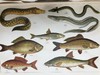 约20世纪早期 英国鱼类图鉴 33页彩色与大量黑白插图 漆布精装32开 商品缩略图13