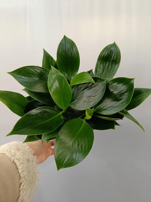 现货小爱同学水培绿公主 商品图1